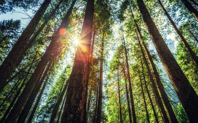 National Forest Products Week Spotlights Sustainability Leadership